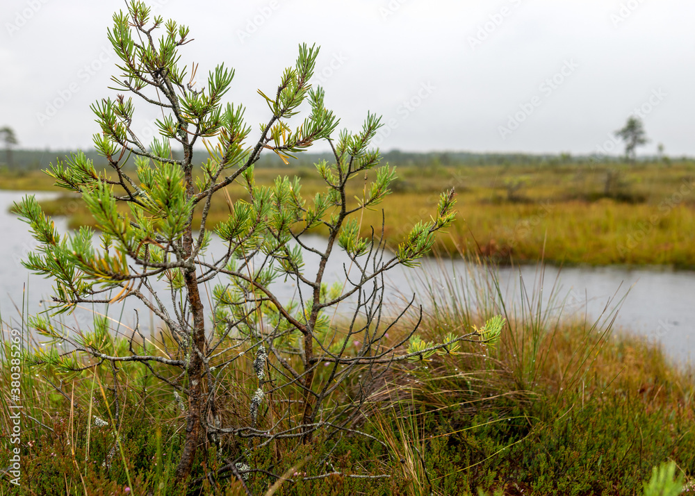 Rainy and gloomy day in the bog, traditional bog landscape with wet trees, grass and bog moss, foggy and rainy background Rainy and gloomy day in the bog, traditional bog landscape with wet trees, grass and bog moss, foggy and rainy background
