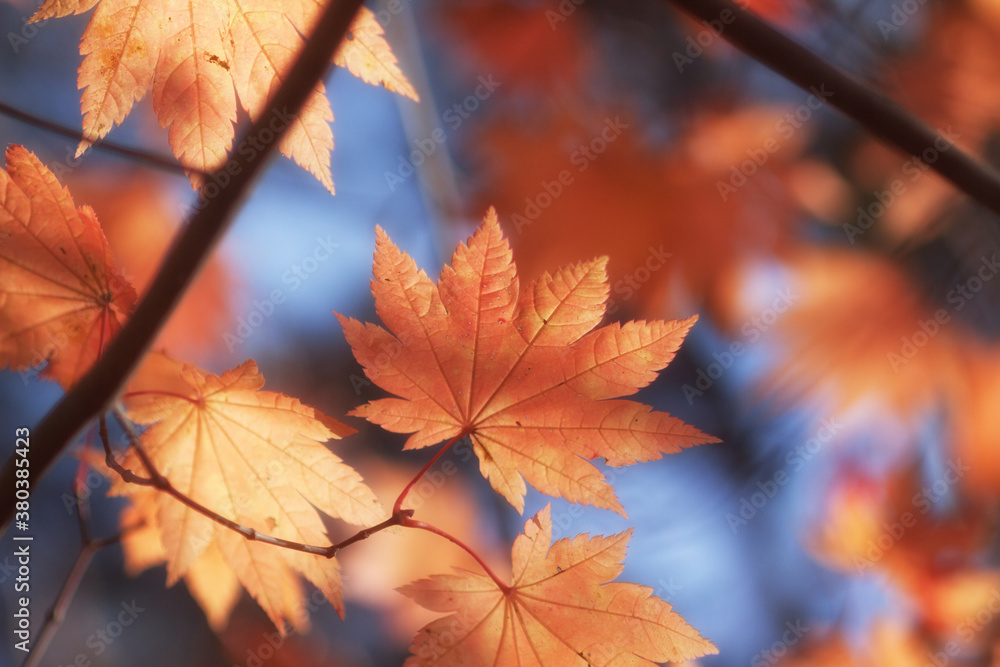 Golden Fall Leaves in Northern Japan