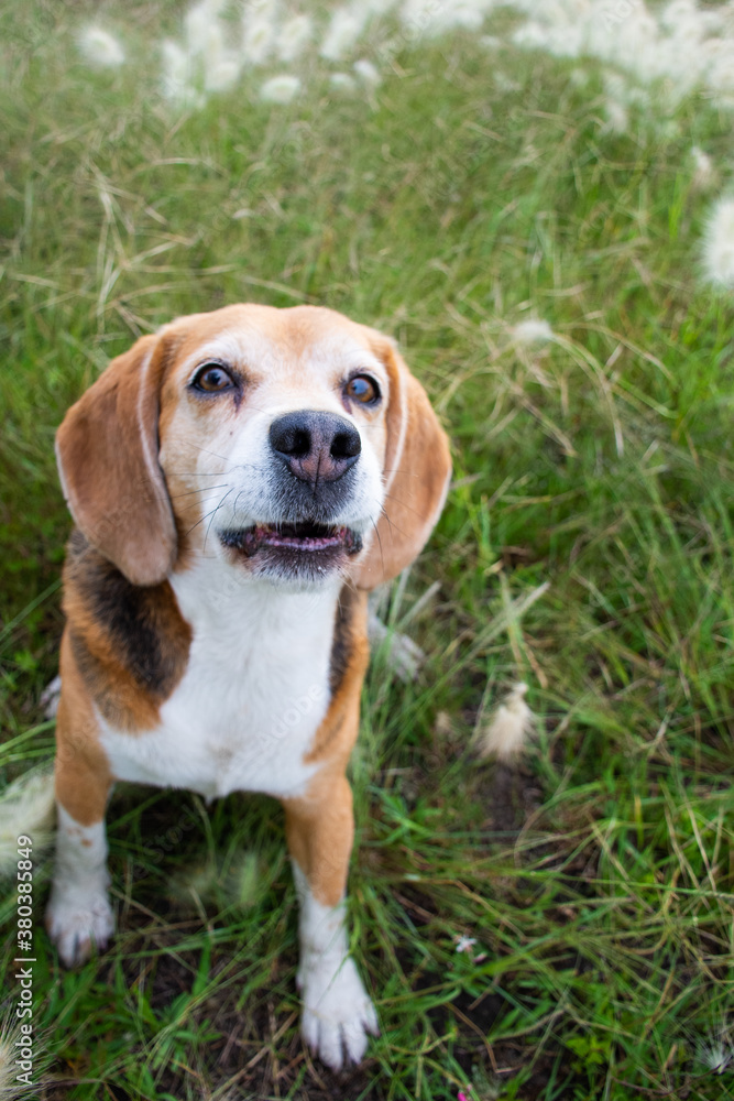 Portrait of an adorable elderly beagle in a grassy field