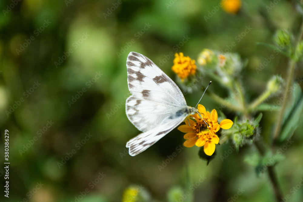 A beautiful white butterfly on a yellow flower A beautiful white butterfly on a yellow flower