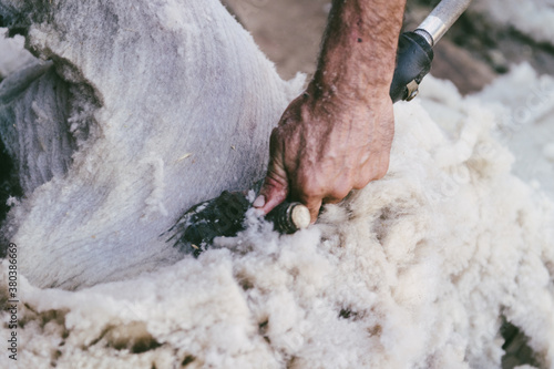 sheep shearer at work photo