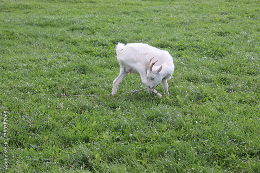 goats on village grass feeding goats on village grass feeding