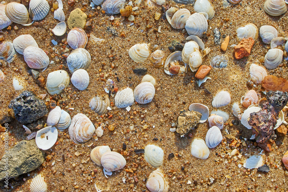 shells on the beach sand