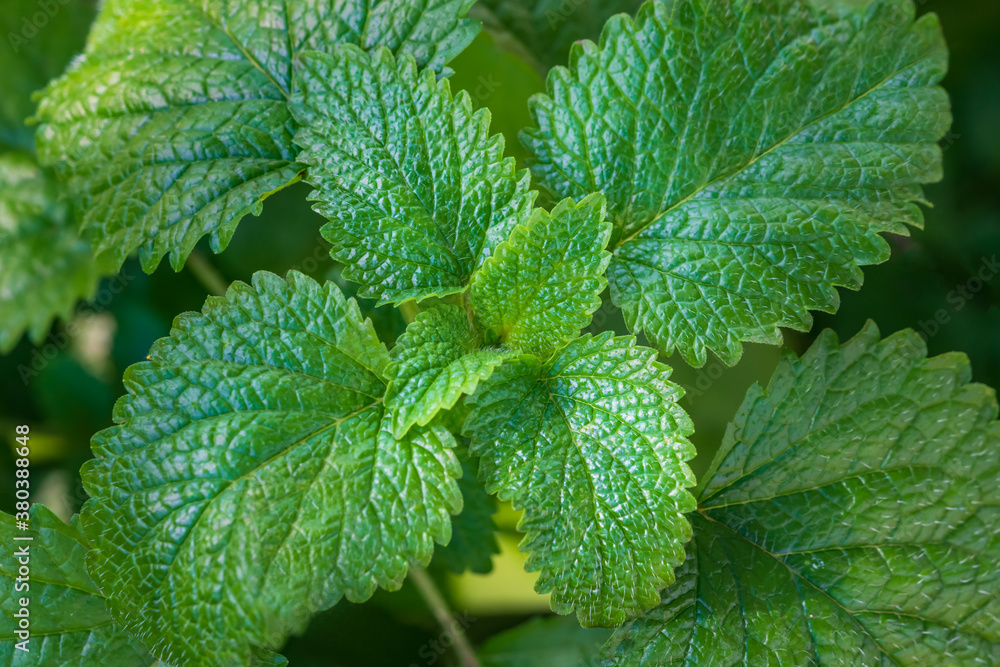 Green plant Melissa officinalis, lemon mint , growing in the background. Green plant Melissa officinalis, lemon mint , growing in the background.
