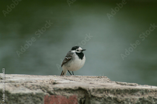 White wagtail © suoza