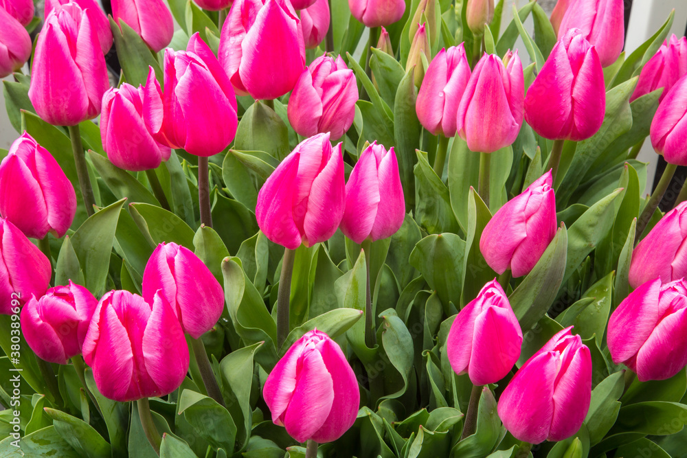 closeup of group of red tulips near woodburn, Oregon