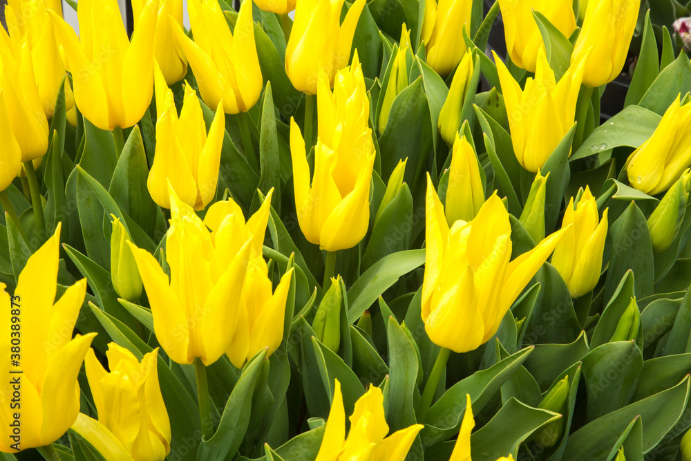 closeup of group of yellow tulips near woodburn, Oregon closeup of group of yellow tulips near woodburn, Oregon