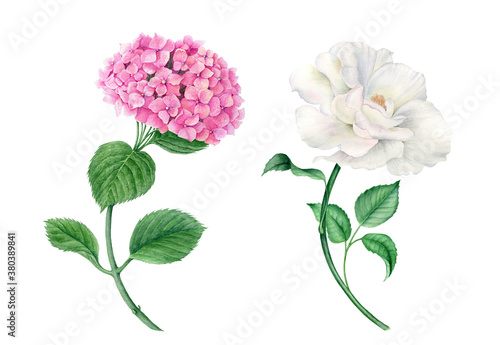 Vintage watercolor collection of pink hydrangea and white rose realistic botanical illustration