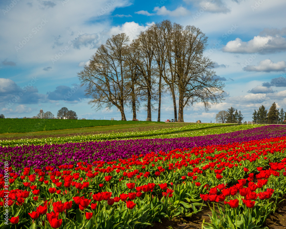 Field of red, yellow and purple tulips near Woodburn, Oregon.