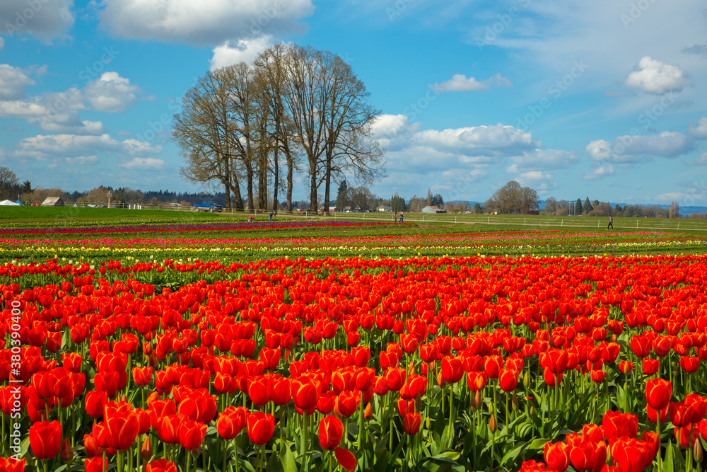 Field of red, yellow and purple tulips near Woodburn, Oregon.