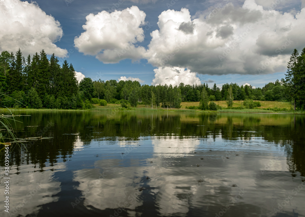 Obraz premium summer landscape by the lake, trees and cumulus clouds reflect in the lake water, shore overgrown with reeds, summer nature