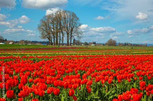 Field of red  yellow and purple tulips near Woodburn  Oregon.