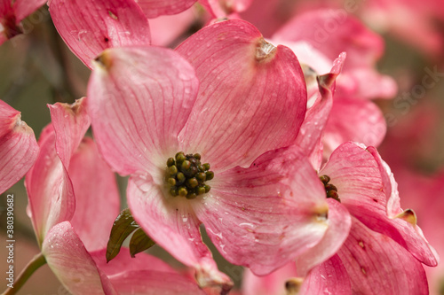 Pink dogwood b lossoms  in a garden after a rain storm in Salem, Oregon photo