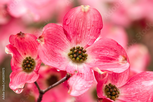 Pink dogwood b lossoms  in a garden after a rain storm in Salem, Oregon photo