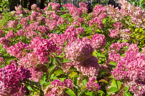 Blooming panicle hydrangea
