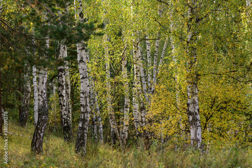 White trunks of birches in the autumn forest. Yellow foliage. Concept - wallpaper