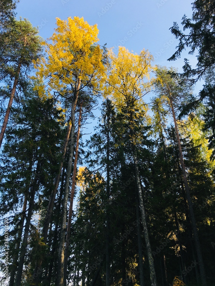 Fototapeta premium autumn trees in the forest