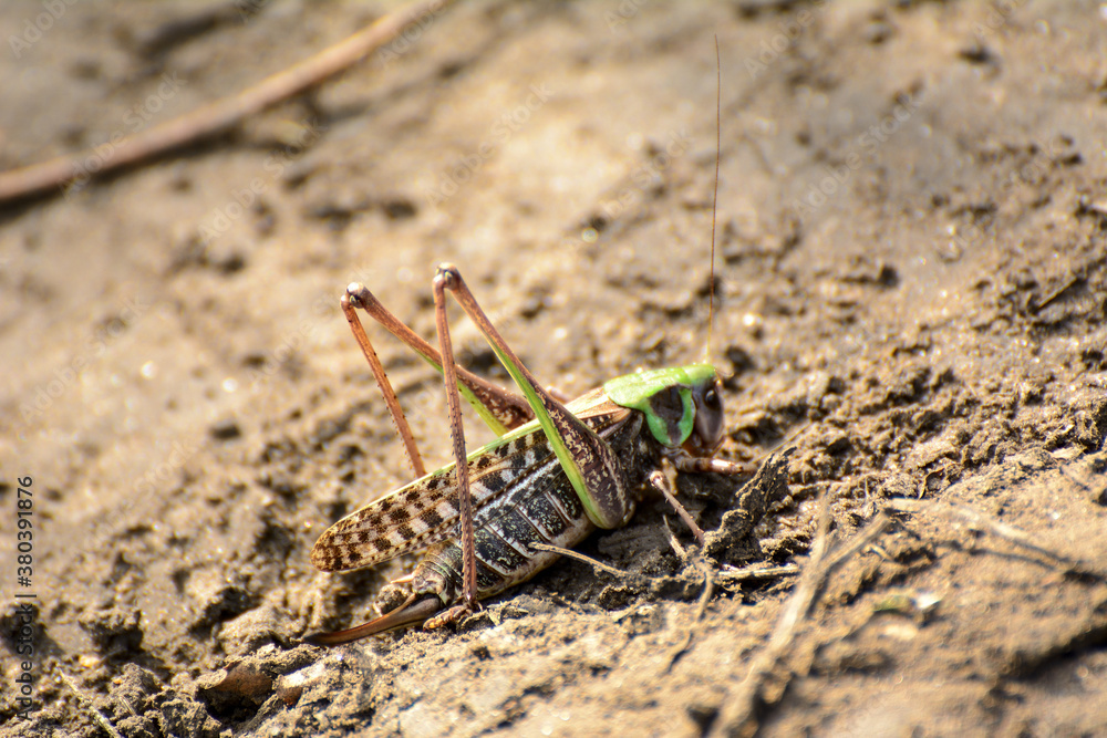 large locusts on a sandy road lit by the sun large locusts on a sandy road lit by the sun