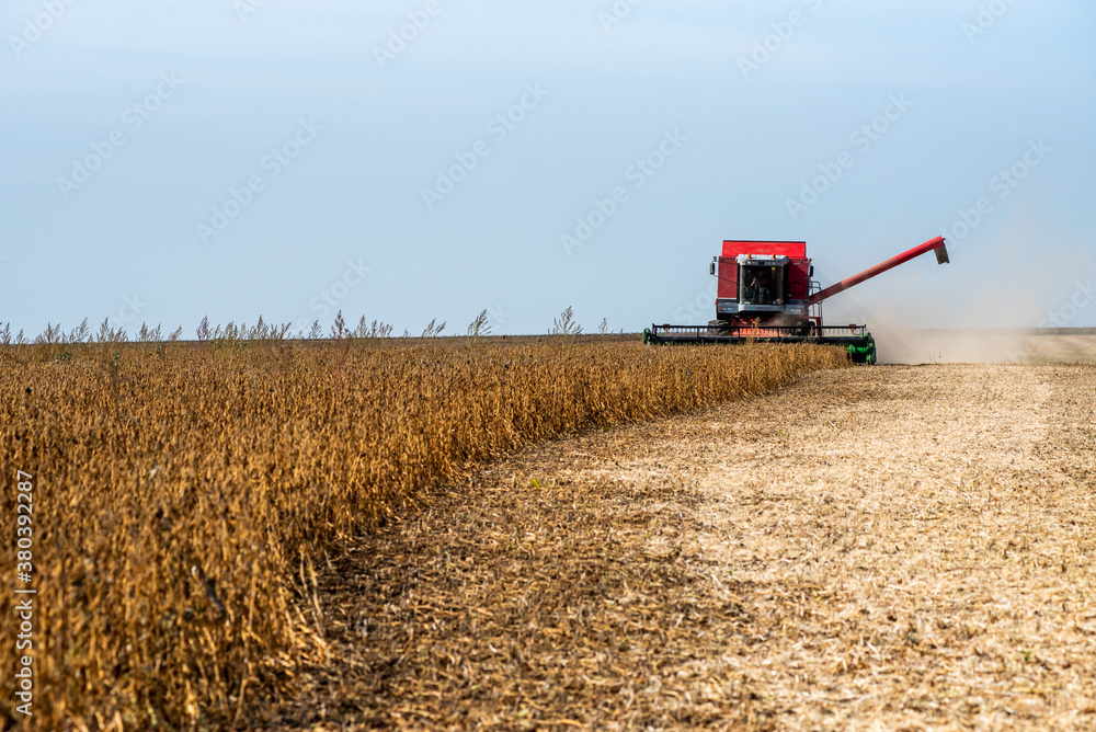 Fototapeta premium The combine harvests grain crops