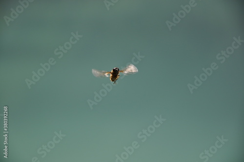 Wasp in hovering
