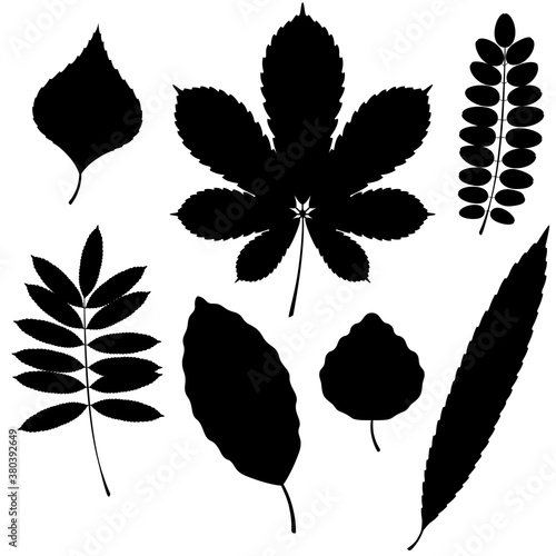 Vector Collection of Leaf Silhouettes isolated on white background. Beech and poplar leaves.