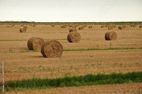 round bales in field