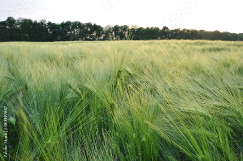 durum wheat in the field