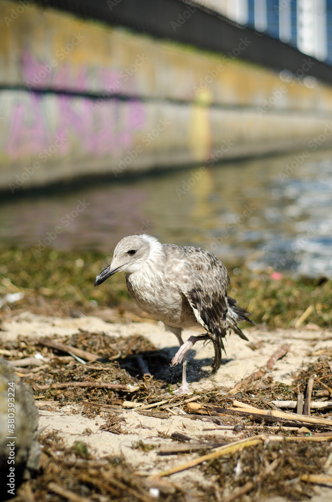 Obraz premium Sick skinny cormorant with a weak wing walks along the banks of the river and grass and garbage. Embankment of the city against the background of high-rise buildings
