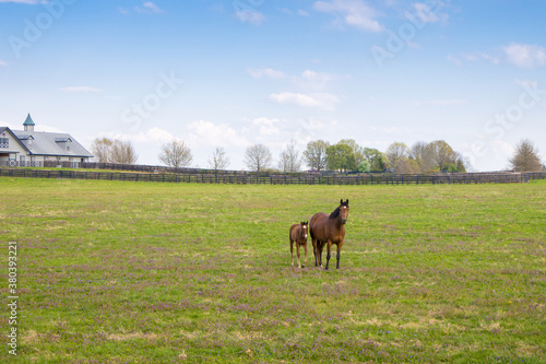 Fotobehang Horses at horse farm