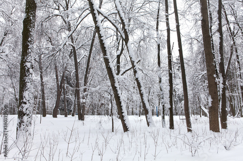 Snowfall in the forest, cold winter weather scene, snow covered trees landscape © besjunior