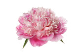Gently pink peony flower isolated on white background.
