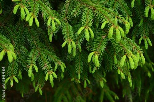 Young spruce shoots. Green background