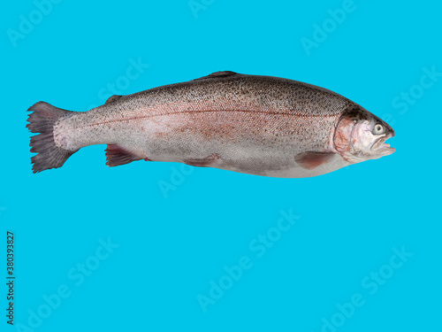 Large red fish Trout isolate on a blue background.