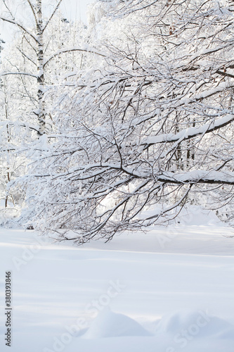 Snowfall in the forest, cold winter weather scene, snow covered tree branch