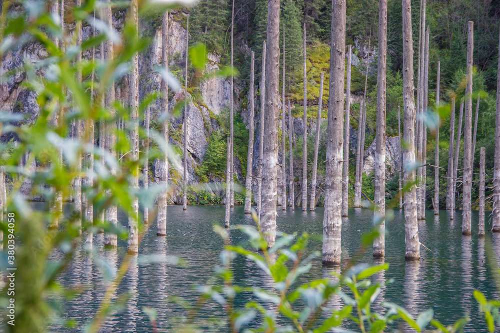 Fototapeta premium Dried trunks of Picea schrenkiana pointing out of turquoise water in Kaindy lake, Kazakhstan, Central Asia