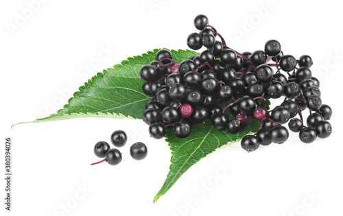 European elder. Sambucus  Elder or Elderberry . Elderberries with twig and green leaves isolated on a white background.