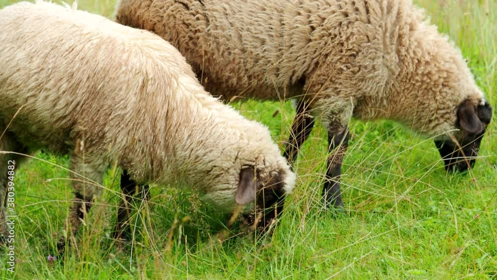 Two young rams twitching, chewing and eating fresh green grass in the garden of farm in 4K VIDEO. Young sheep on pasture. Organic BIO farming, animal rights, back to nature concept. Two young rams twitching, chewing and eating fresh green grass in the garden of farm in 4K VIDEO. Young sheep on pasture. Organic BIO farming, animal rights, back to nature concept.