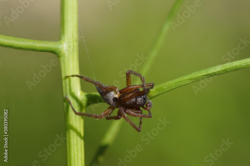 Male bark sac spider (Clubiona corticalis) of the family sac spiders (Clubionidae) on a plant in a Dutch garden. May, Netherlands.  © Thijs de Graaf