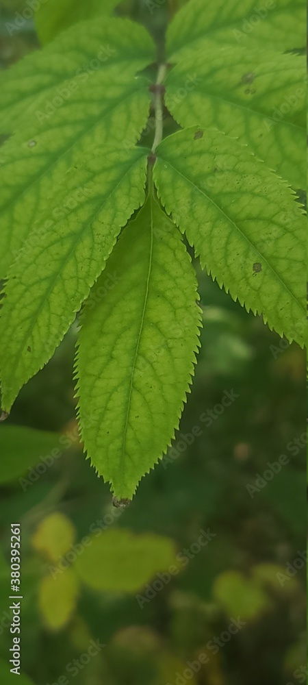 Healthy green leaves with dark green veins Healthy green leaves with dark green veins