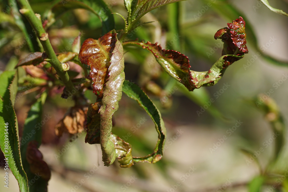 A characteristic downward and inward curl of the leaves in Prunus persica caused by the fungus Taphrina deformans. Spring, Bergen, Netherlands April A characteristic downward and inward curl of the leaves in Prunus persica caused by the fungus Taphrina deformans. Spring, Bergen, Netherlands April