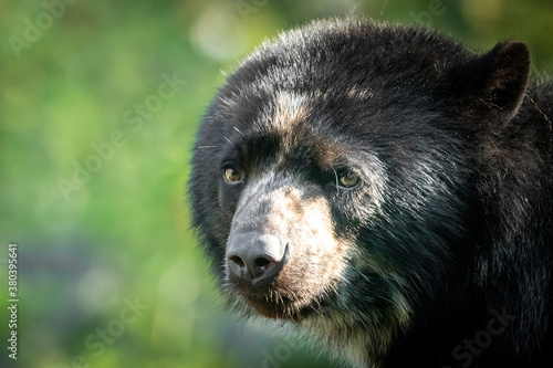 portrait of a young bear