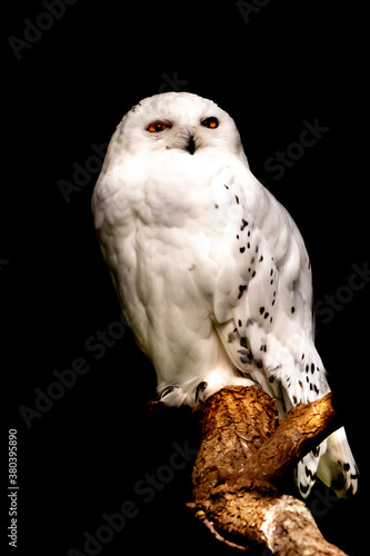 a snowy owl pearched on top of a tree branch