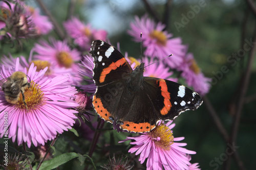 Vanessa atalanta and last day of summer