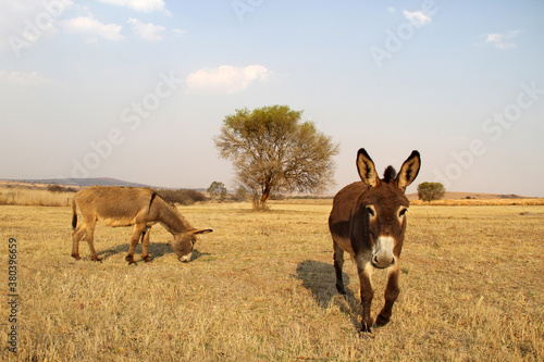 Landscape photo of a curious donkey on a farm. Paris, Eastern Freestate, South Africa. 