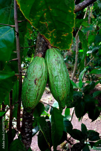 Filipino cacao