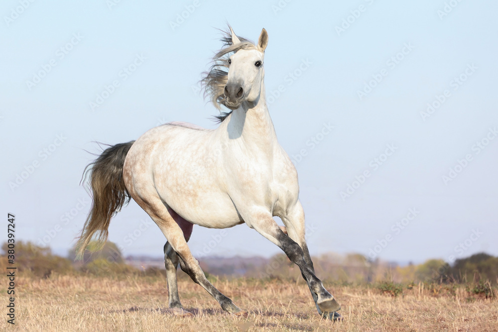 Lusitano galoppiert auf der Weide