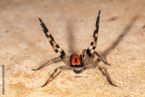 Brazilian wandering spider - danger poisonous Phoneutria Ctenidae photo
