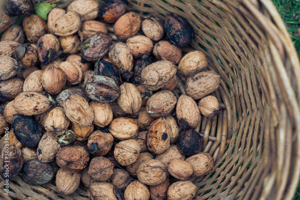 Organic Walnuts Just Harvested in Basket