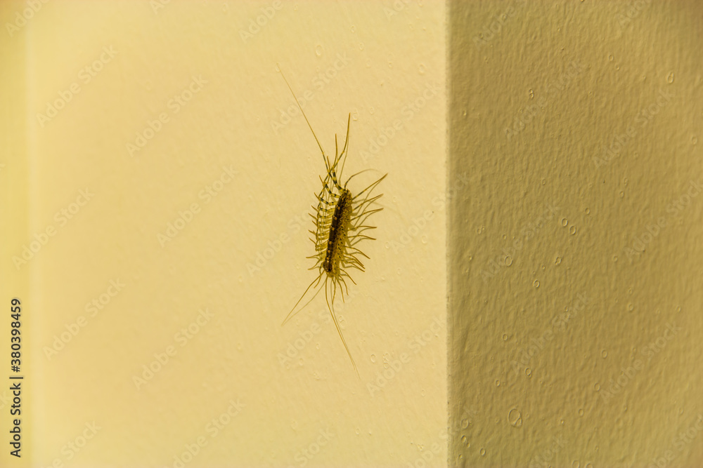 Close up image of house centipede on a wall Close up image of house centipede on a wall