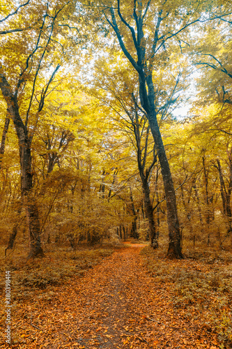 Dense forest in the middle of autumn © alexmu